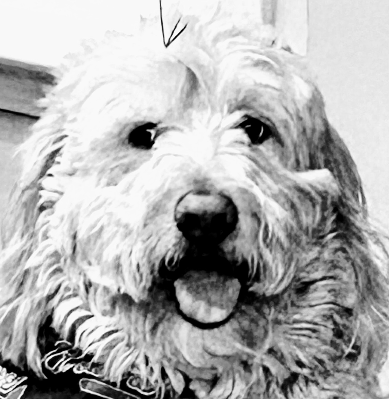 Dino the Golden Doodle